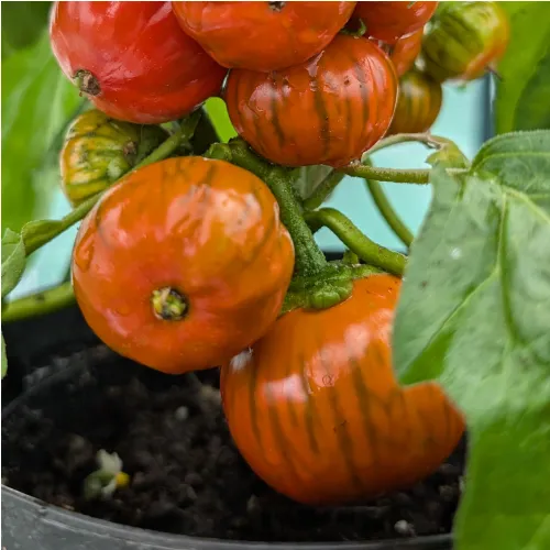 Plant d'aubergine Turque