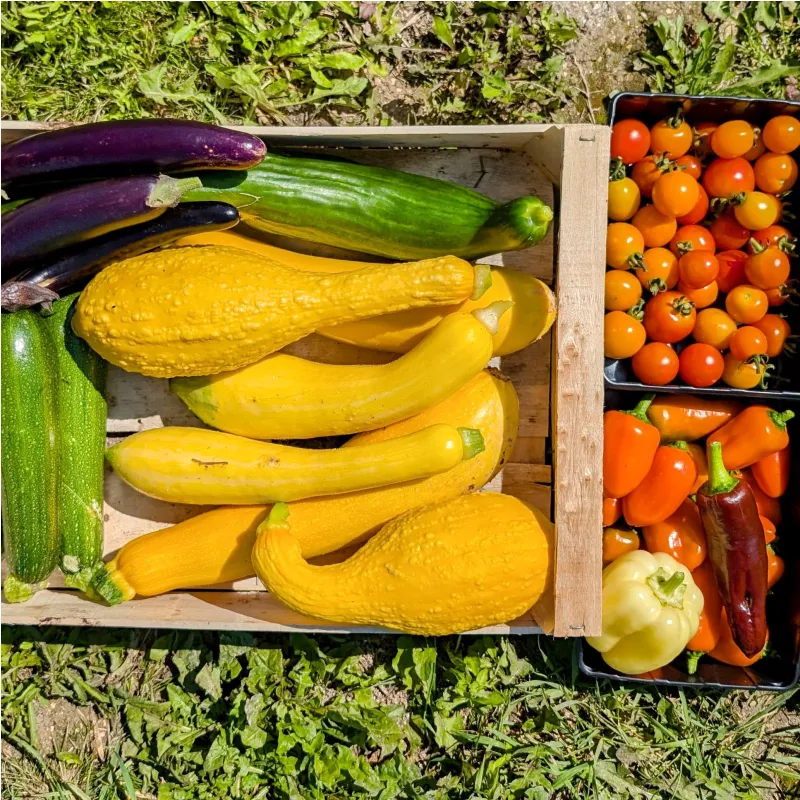 Panier de légumes