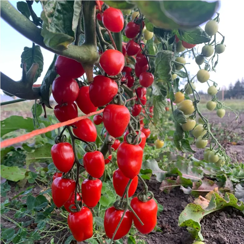 Plant de Tomate Gardener Sweet-Heart