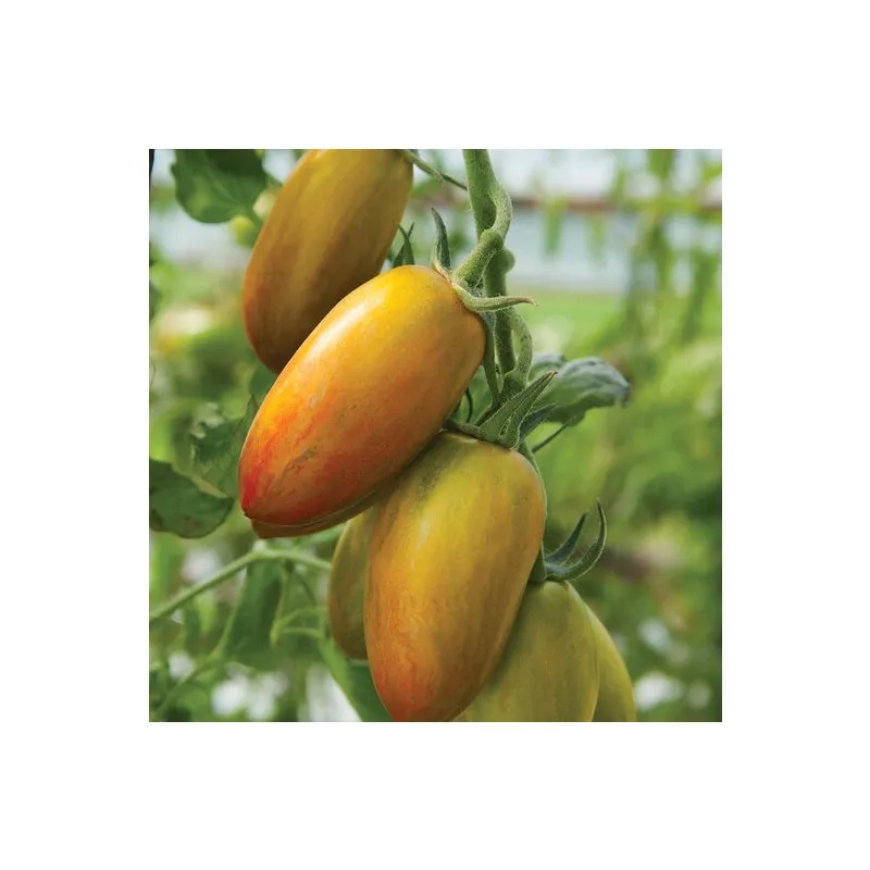 Plant de Tomate Lucky Tiger