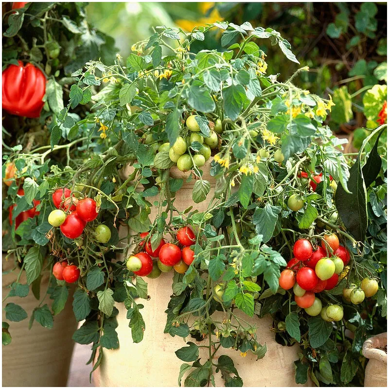 Plant de Tomate Whippersnapper