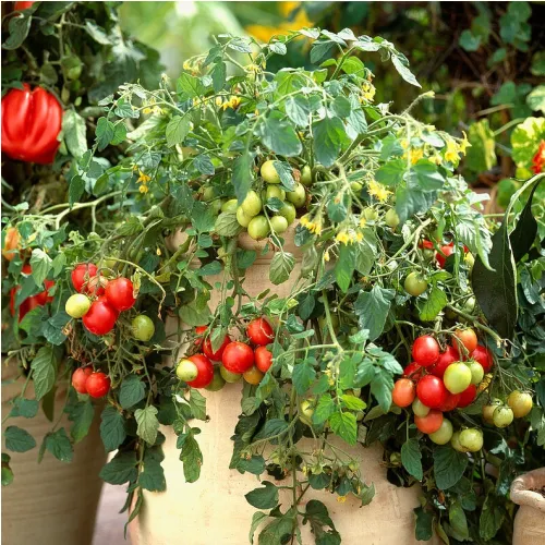 Plant de Tomate Whippersnapper