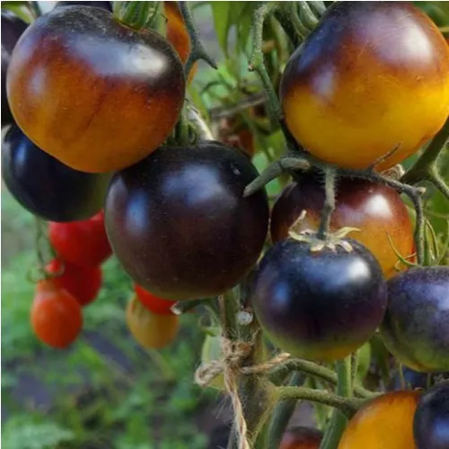 Plant de Tomate Chocolate Marmalade