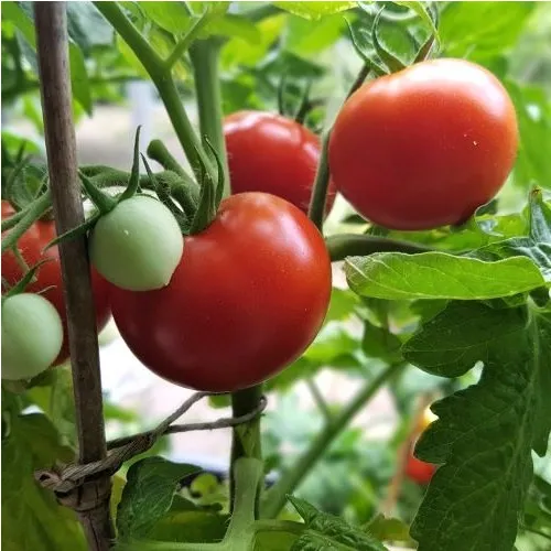 Plant de Tomate Iris