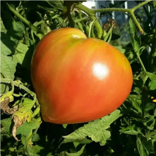 Plant de tomate Coeur de boeuf