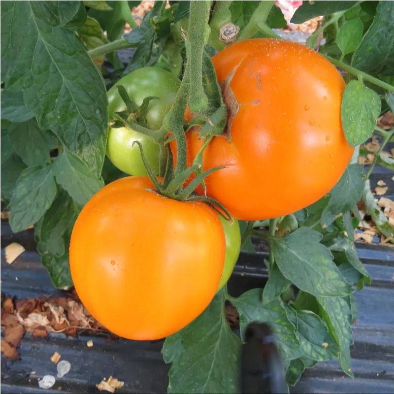 Plant de tomate Orange Queen