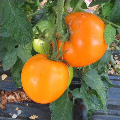 Plant de tomate Orange Queen