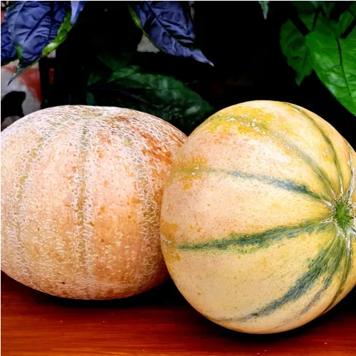 Plant de Melon Madhu Ras