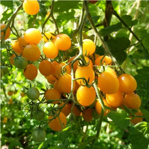 Plant de Tomate Clémentine