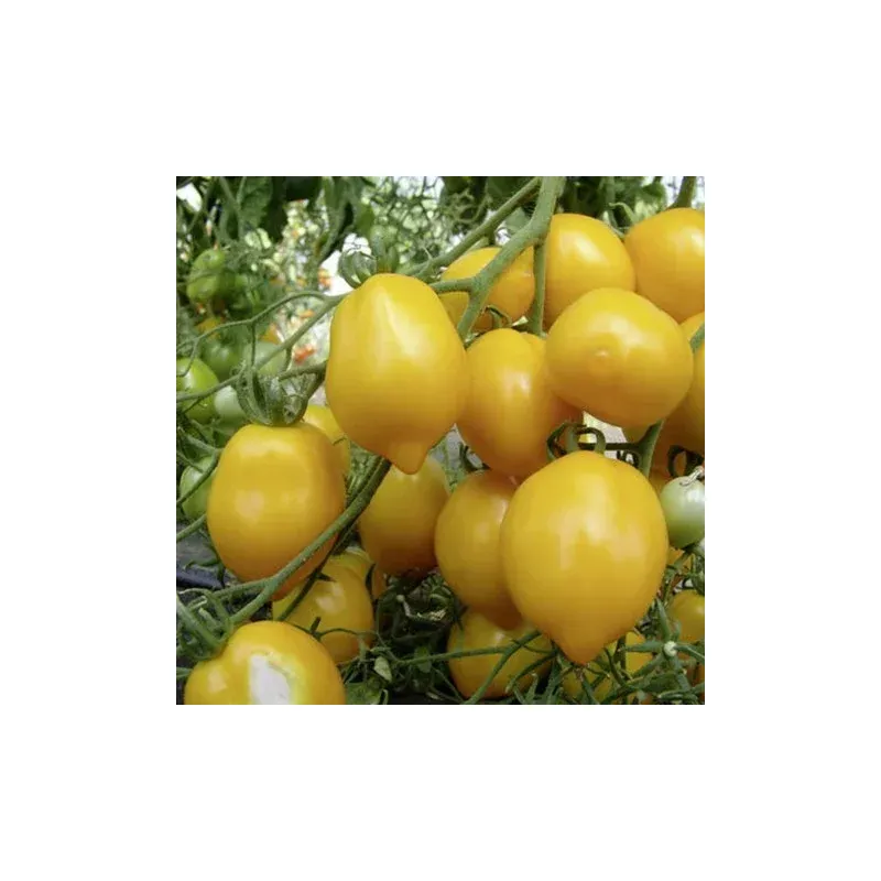 Plant de Tomate Lemon Tree