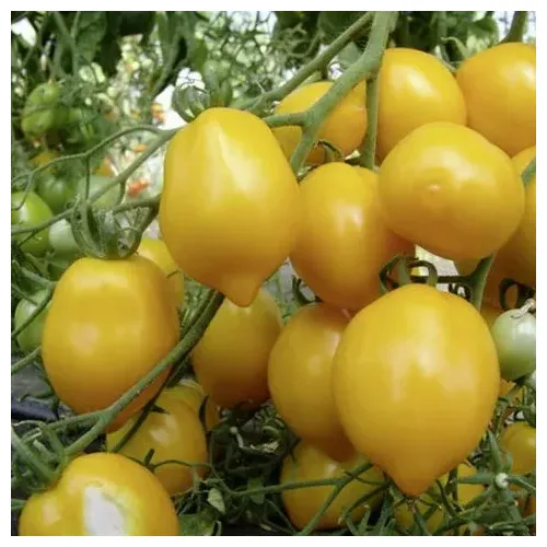 Plant de Tomate Lemon Tree