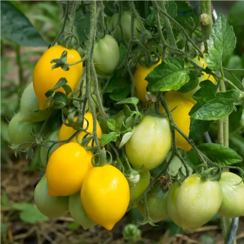 Plant de Tomate Téton de Vénus jaune