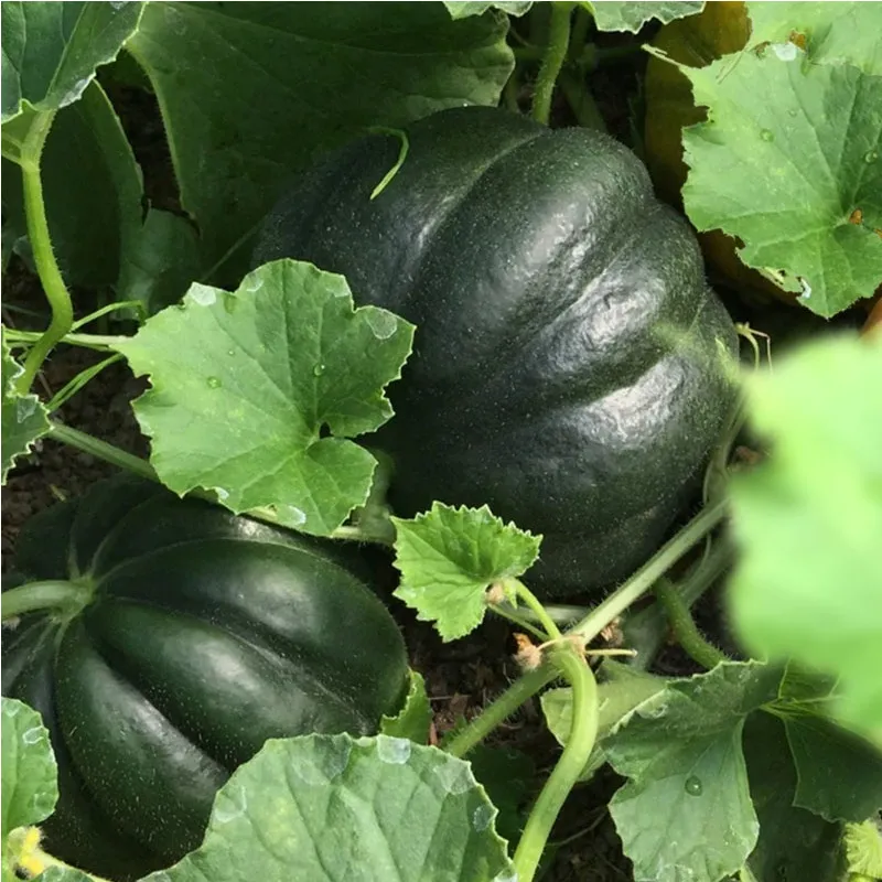 Plant de Melon Noir des Carmes