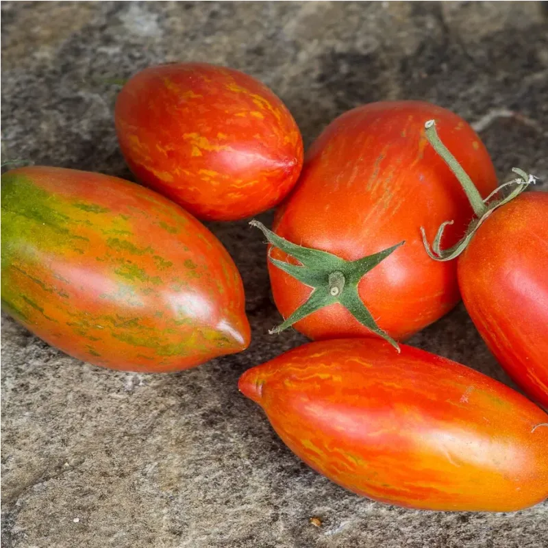 Tomate Sherkan