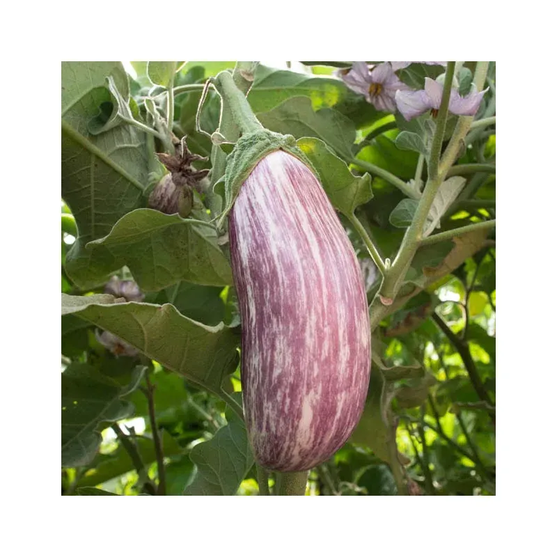 Aubergine Antigua