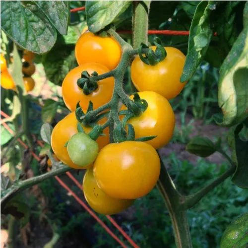 Tomate Aunt Ruby's Yellow Cherry