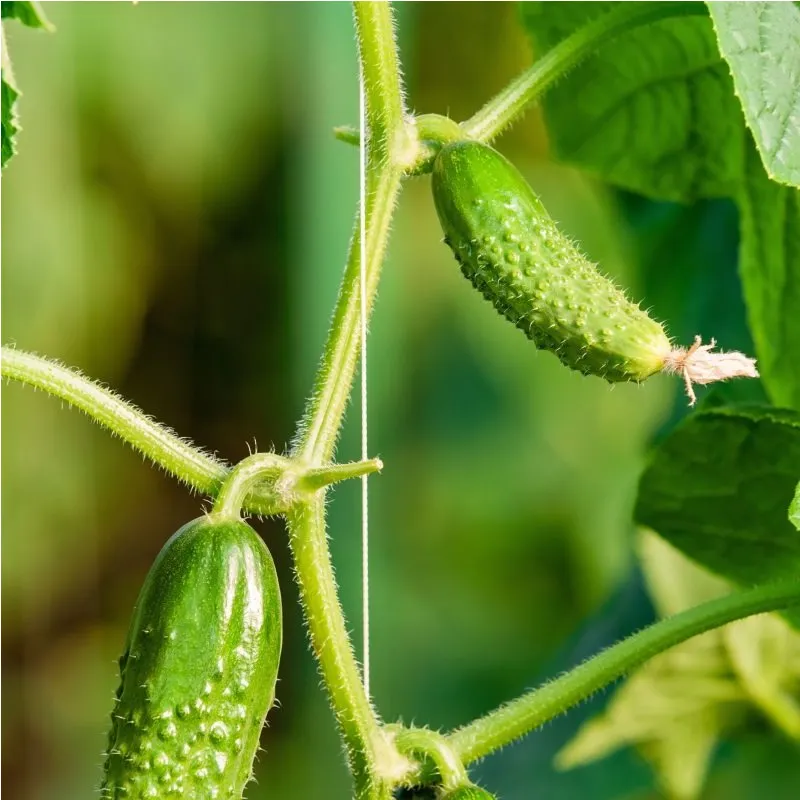 Cornichons Petit de Paris