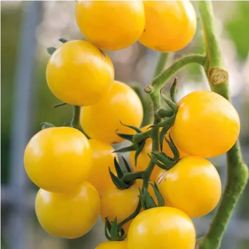 Plant de Tomate Gold Nugget