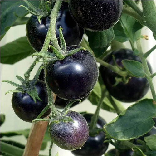 Plant de Tomate Indigo