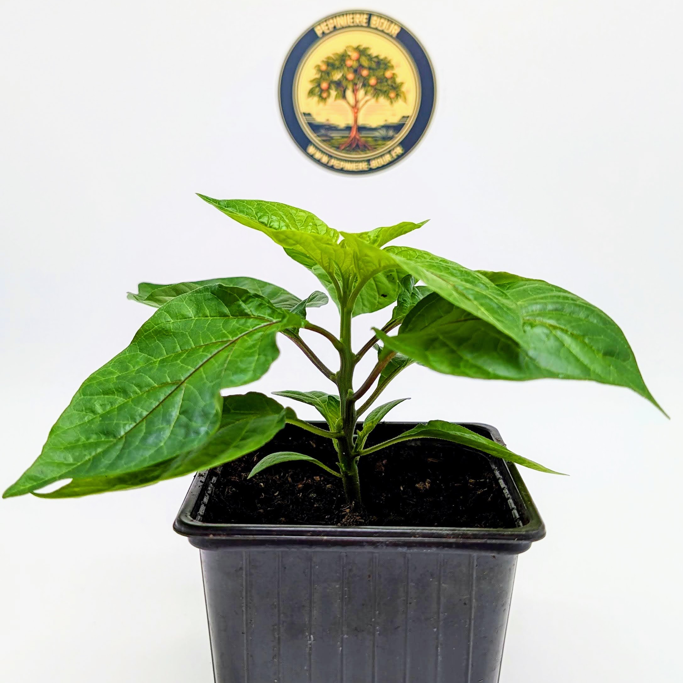 Plant de Carolina Reaper