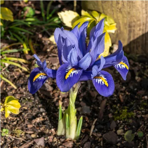 Iris harmony reticulata