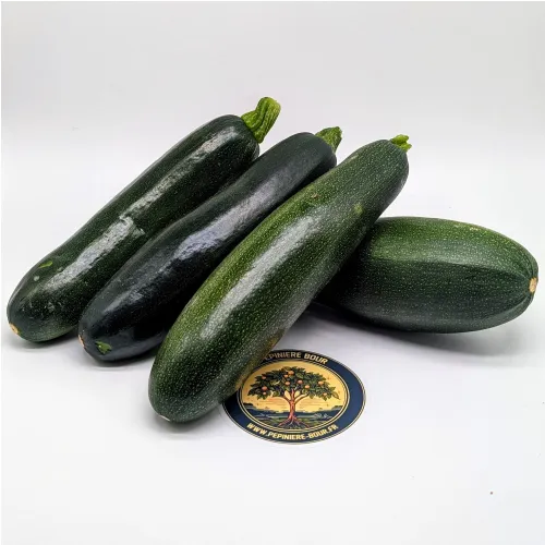 Courgettes vertes