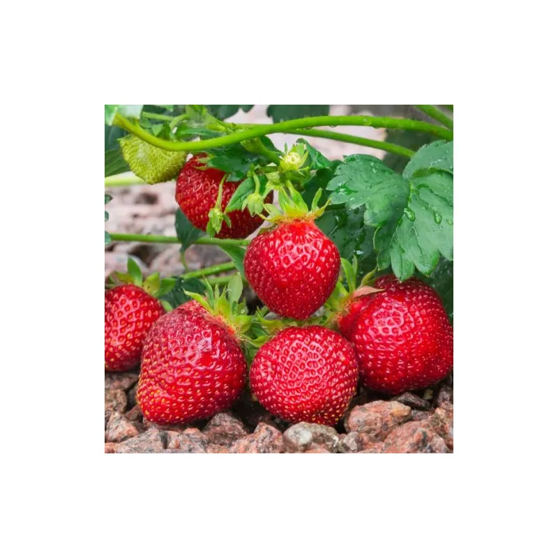 Plant de Fraisier Mme Moutot