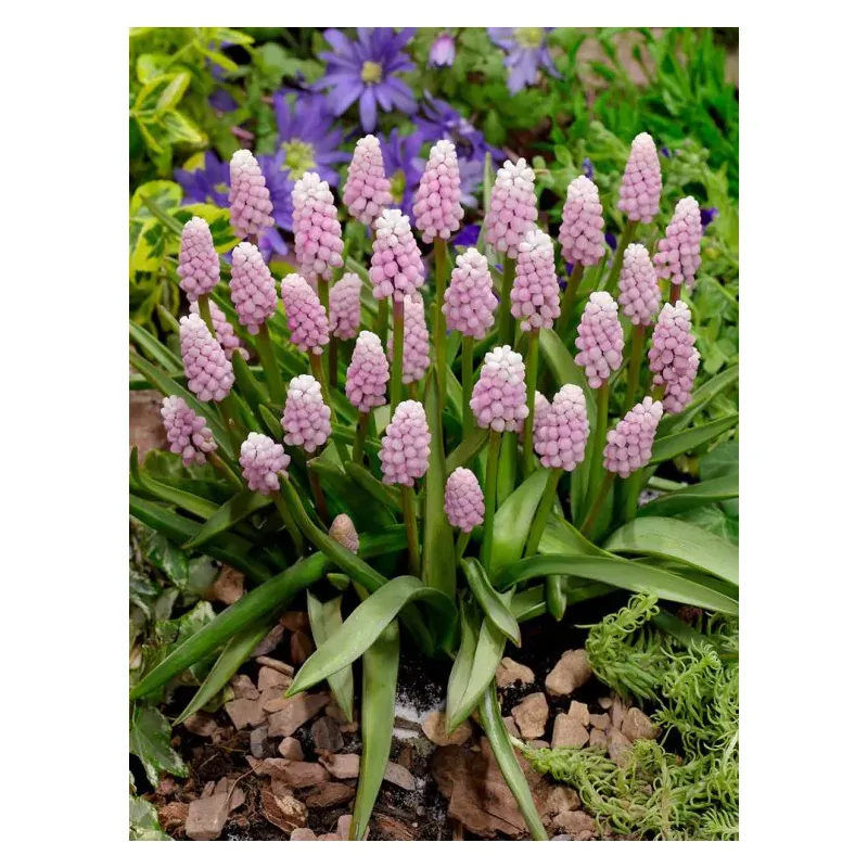 Muscari Rose du soleil