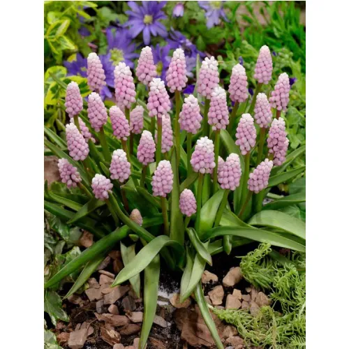 Muscari Rose du soleil