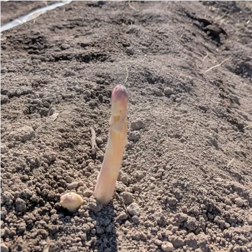 Asperges blanches