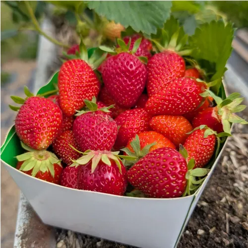 Fraises - Barquette de 500g