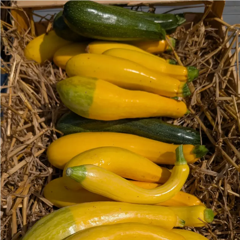 Courgettes