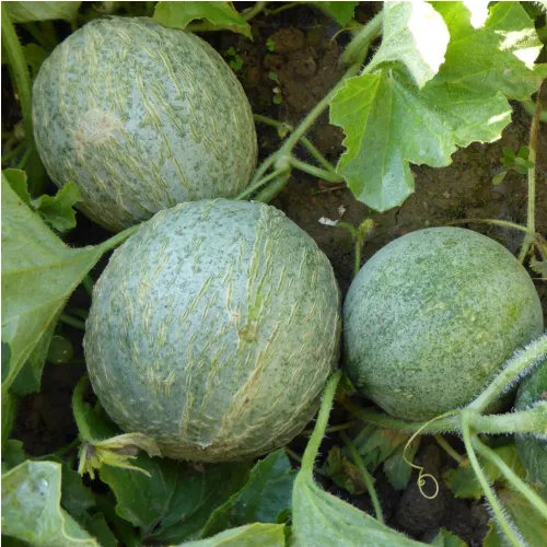 Melon Petit gris de Rennes