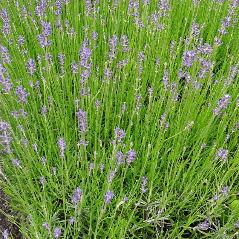 Lavandula angustifolia 'Dwarf Blue'