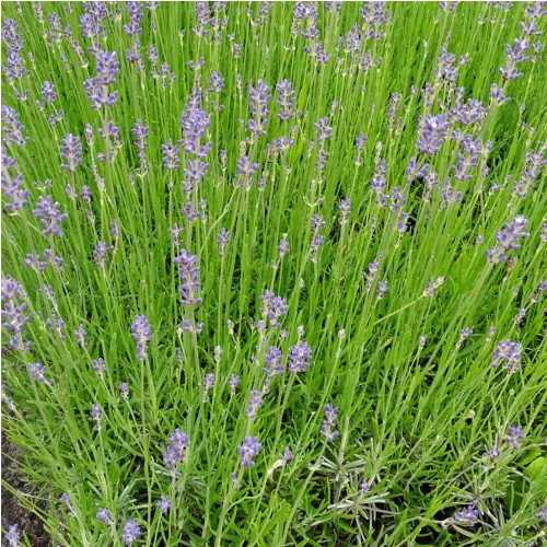 Lavandula angustifolia 'Dwarf Blue'