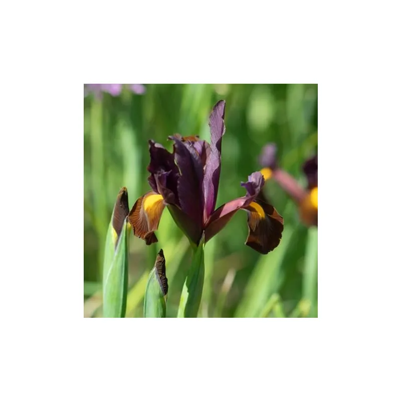 Iris Red Ember