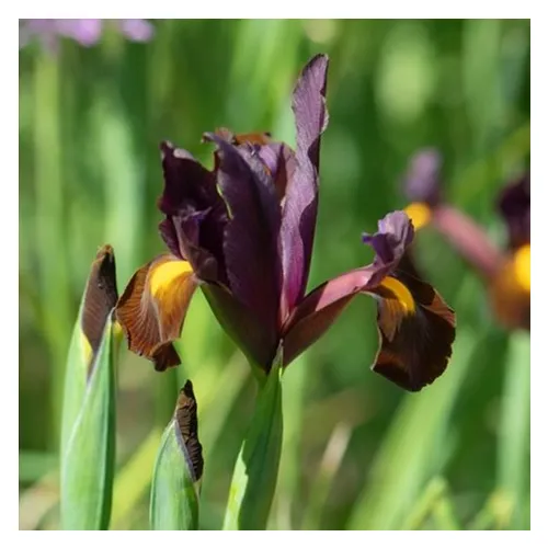 Iris Red Ember