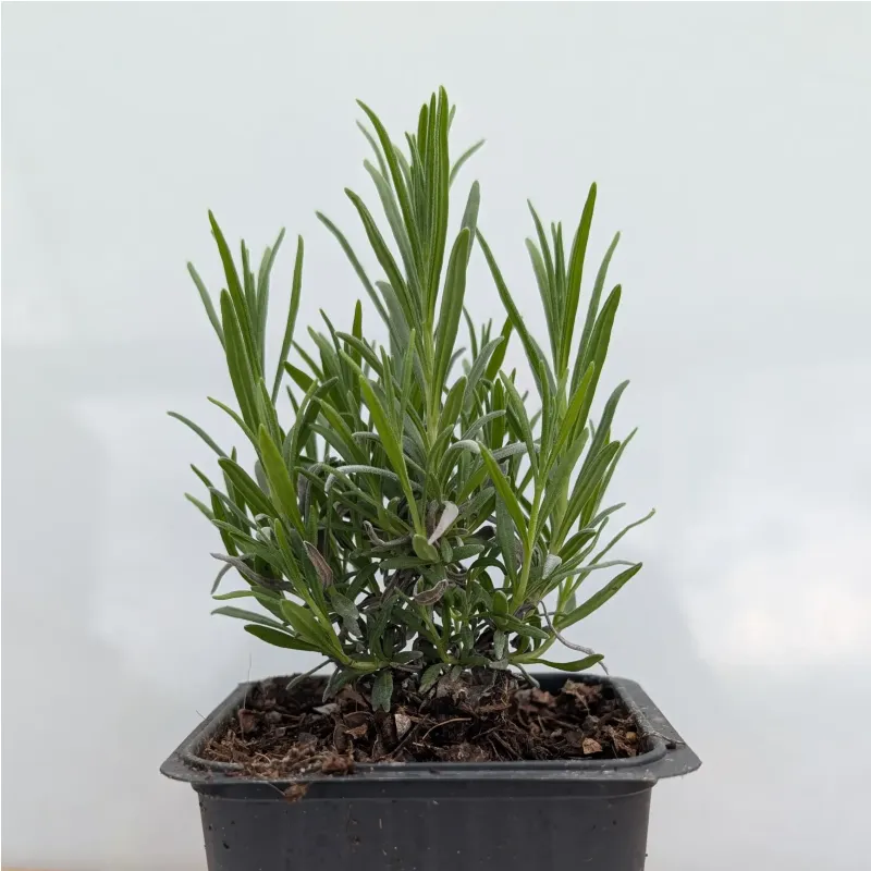 Lavandula angustifolia 'Dwarf Blue'