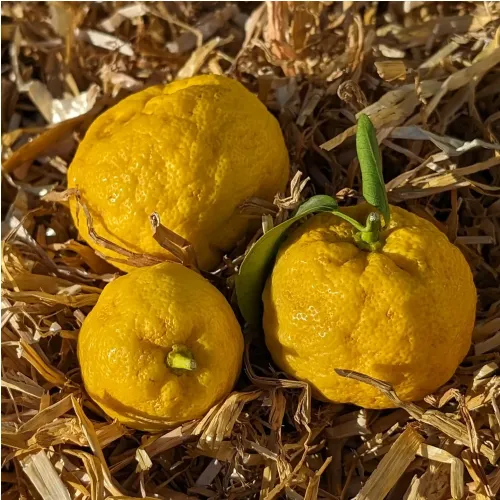 Yuzu (Citrus junos) greffé sur Poncirus Trifoliata
