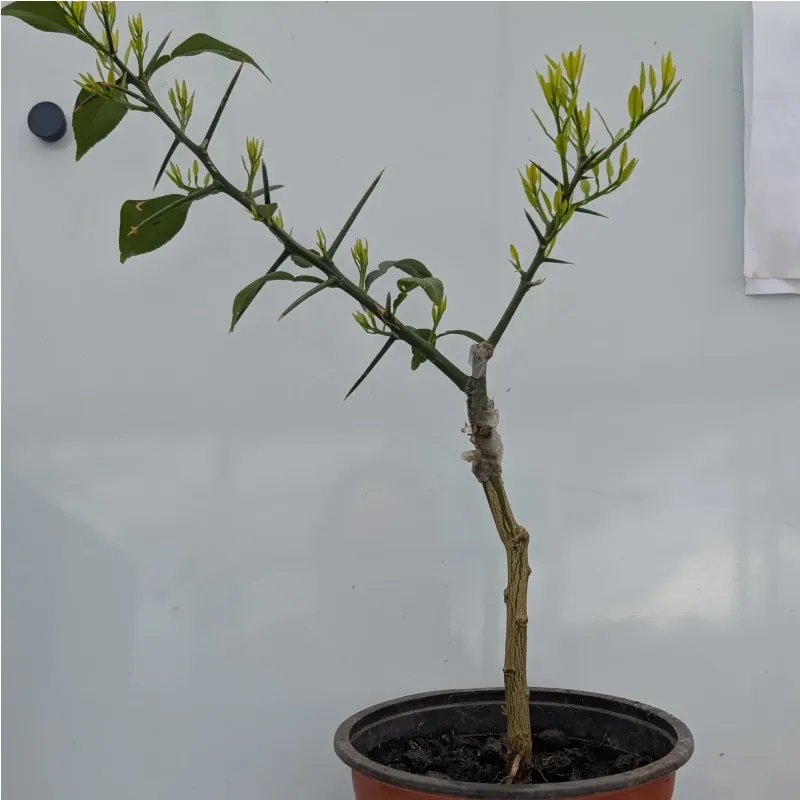Yuzu (Citrus junos) greffé sur Poncirus Trifoliata