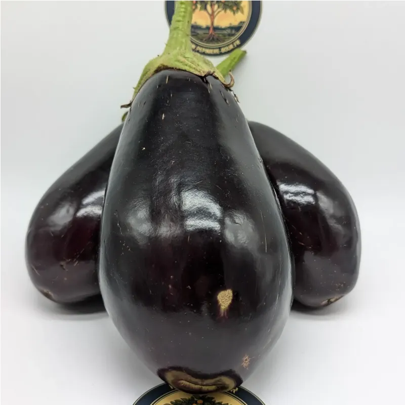 Aubergine Black Beauty
