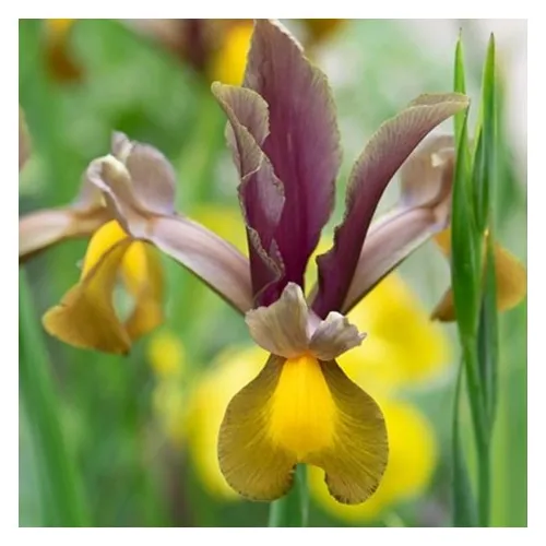 Iris Autumn Princess