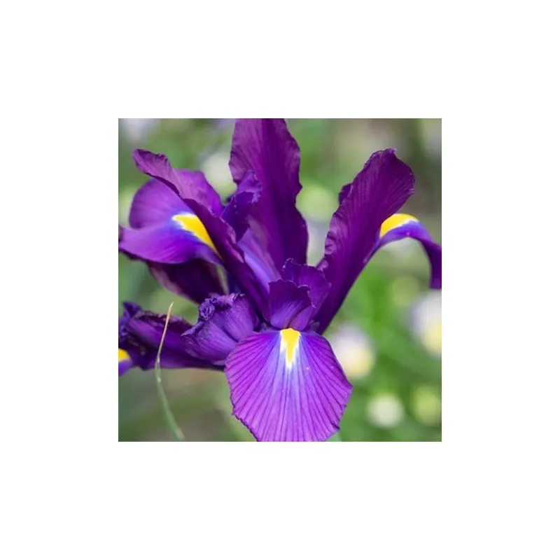 Iris Purple Sensation