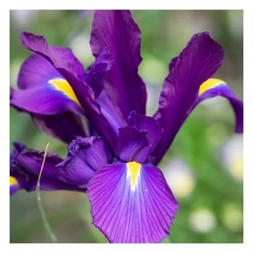 Iris Purple Sensation