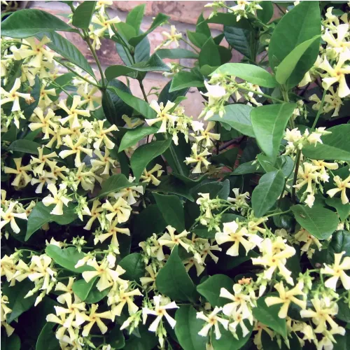 Jasmin étoilé jaune