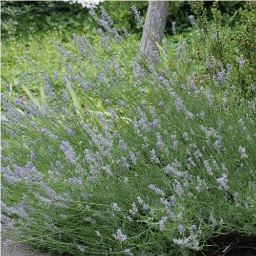 Lavande vraie 'Munstead'