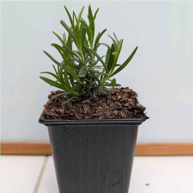 Lavande vraie 'Munstead'