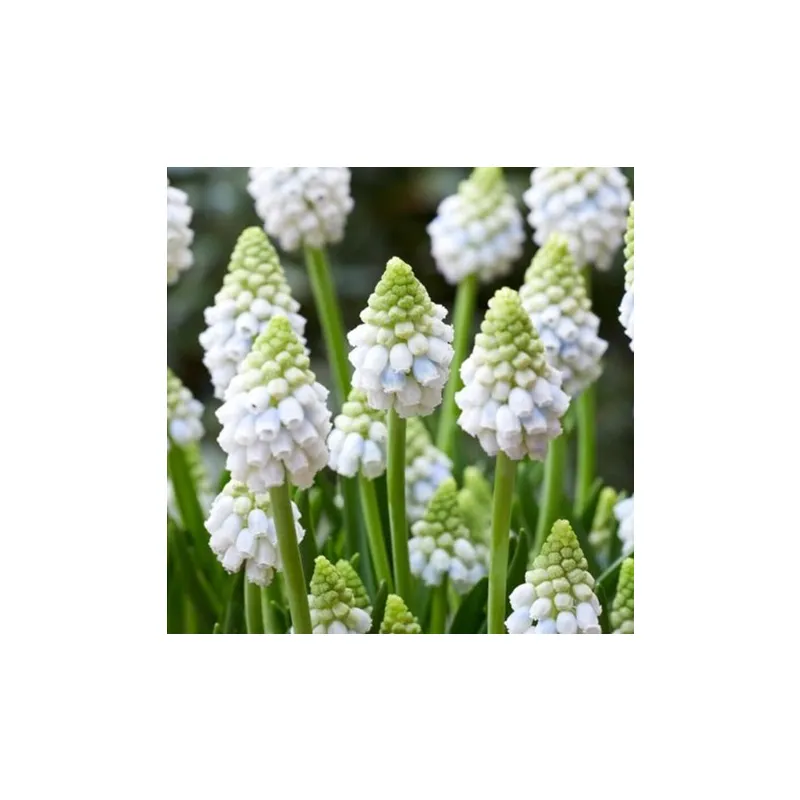 Muscari Alaska