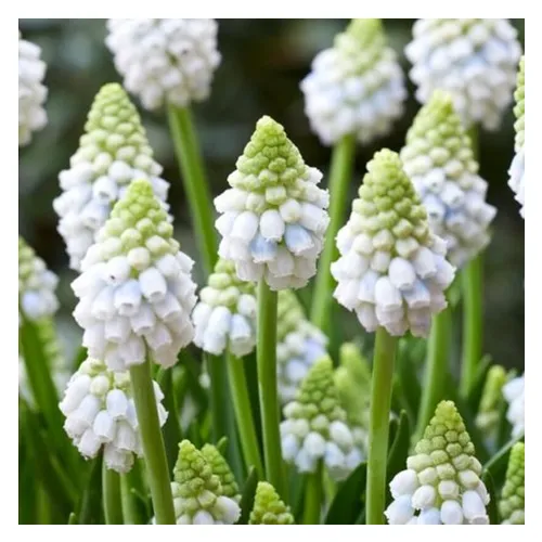 Muscari Alaska