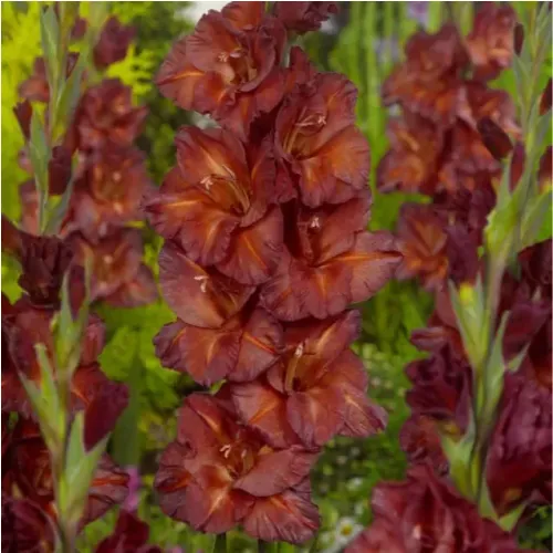 Glaïeul "Chocolate"